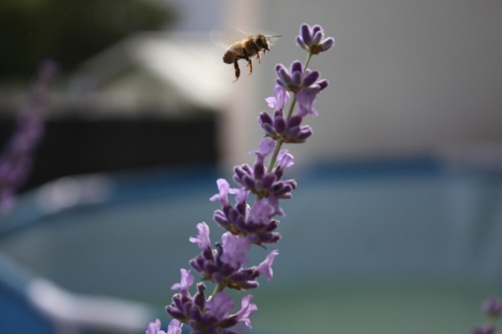 lavendel, sommer, flower wallpaper, beautiful flowers, lavender, garden, nature, flower background, summer, violet, flowers, bienen, hummel