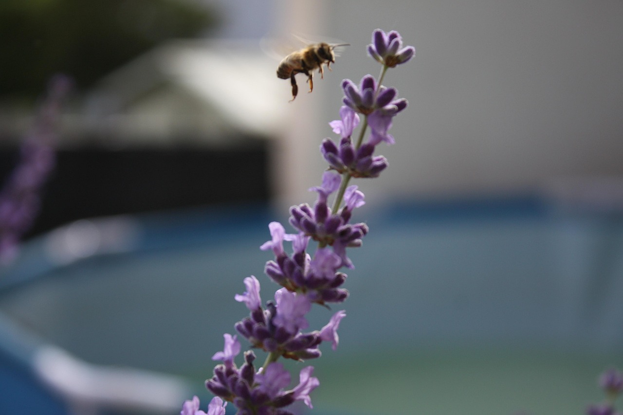 Natürliche Bienenwachstücher